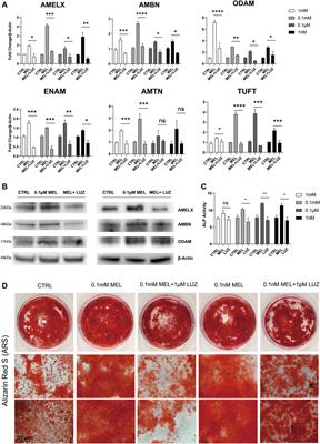 Melatonin-Medicated Neural JNK3 Up-Regulation Promotes Ameloblastic Mineralization